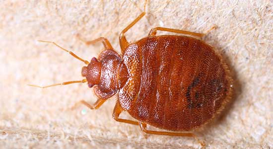 Stop bed bugs in their tracks with our bed bug inspection, spray & extermination services