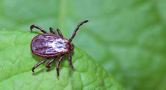 We provide tick spray for yard treatment for comprehensive tick prevention