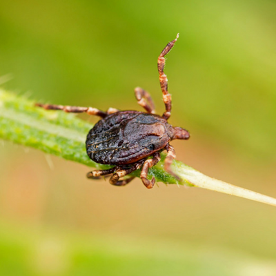 Diseases from ticks is one reason that Massachusetts is one of the worst places for ticks.