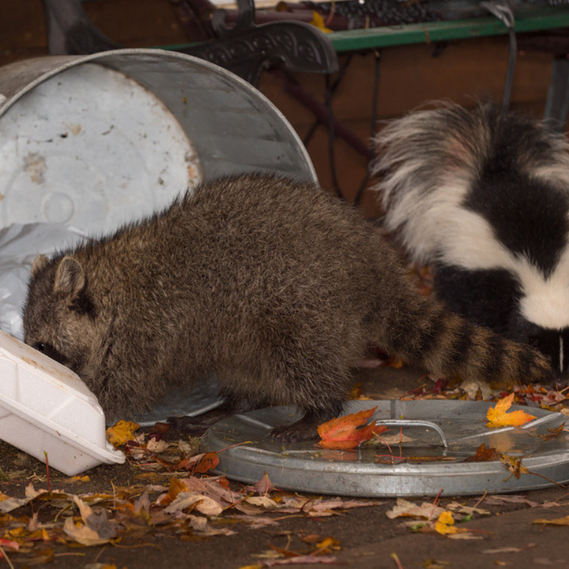 Fall pest control in Middlesex county MA. Keep the raccoons and skunks out of your garbage this fall!