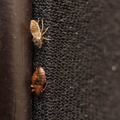 bed bugs casings