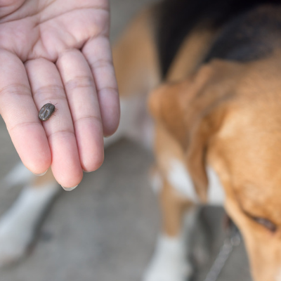 fall pest prevention dog tick on dog
