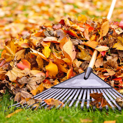 fall tick prevention rake up leaves