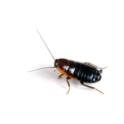 How to spot an Oriental Cockroach