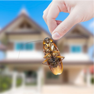 Protect your home from the Oriental Cockroaches