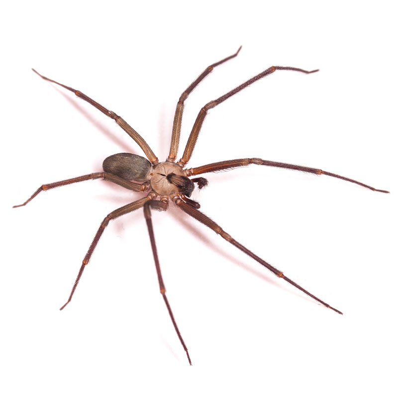 Common spiders living in your house