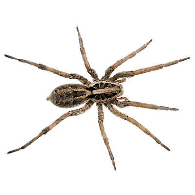 Common spiders living in your house
