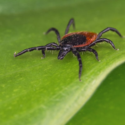 organic pest control for deer ticks