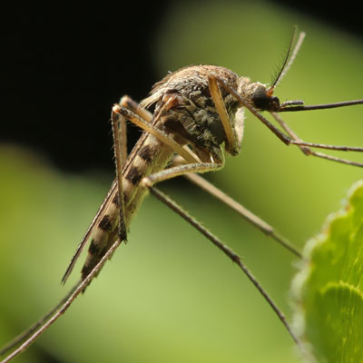 homemade mosquito trap