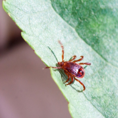 pest control in spring