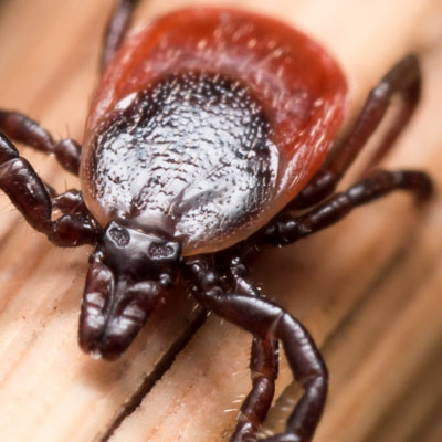 pest control against ticks