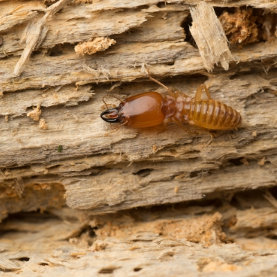 Keep your home free of termites and other wood destroying insects in Manchester NH