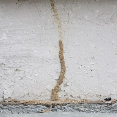 A good tip for real estate pest control is to check the foundation for termite tubes.
