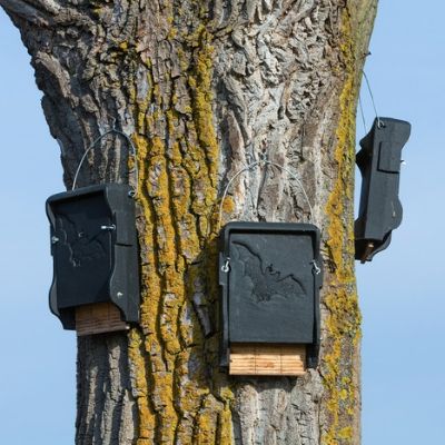 A creative way to control the mosquitoes in your yard is by introducing bats and other mosquito-eating predators to your property with a bat house.