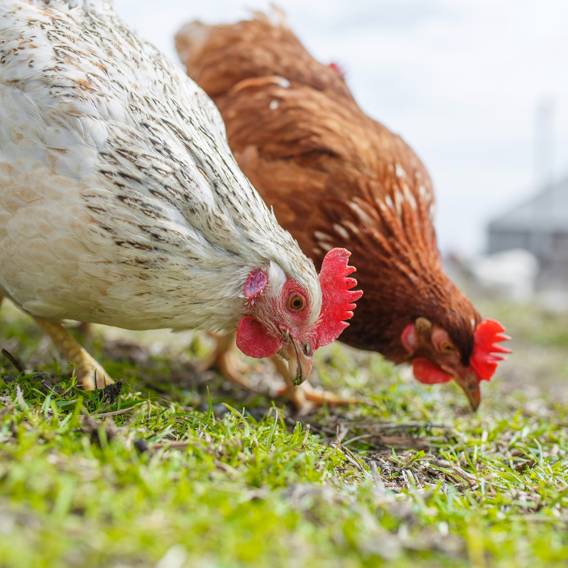 Chickens can help kill and control ticks in your yard