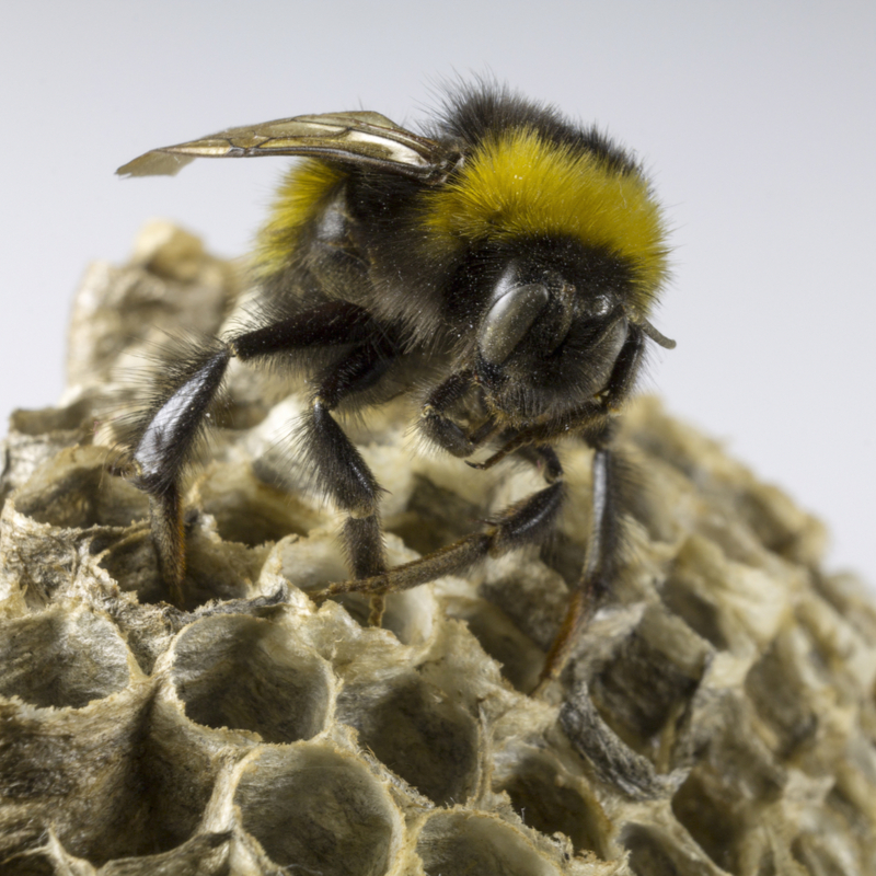 Call a professional for bee removal from your property.