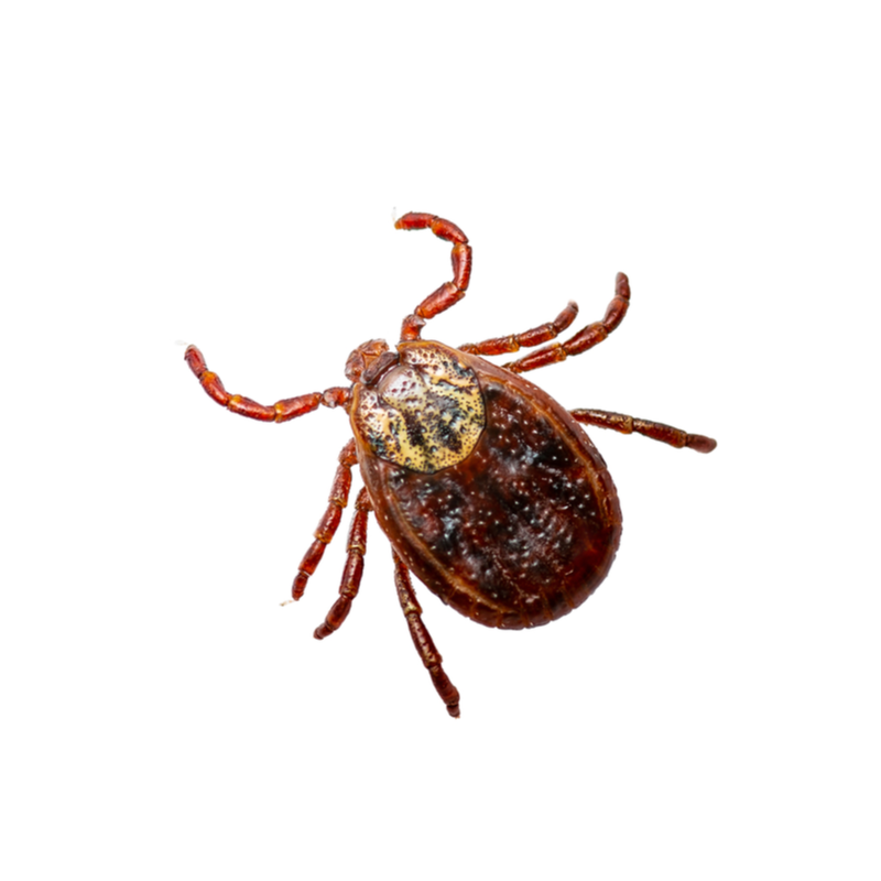 Choose the right professionals when removing pests from your home or yard.