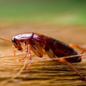 If you see a cockroach, mouse, rat, or other pest, then it's time to get an exterminator or pest control services from Pest Control Unlimited here in Hudson, MA.