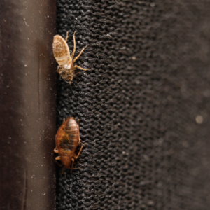 Bed bug casings are just one early sign of a bed bug infestation here in Tewksbury, MA, making bed bug pest control a must.