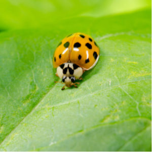 The asian lady beetle will try to get into your Lowell, MA home this fall as the temperatures drop.