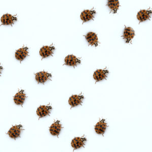 Asian lady beetles are a common fall pest here in Lowell, MA.