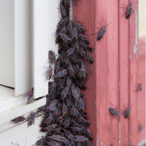 Fall pest control will help keep box elder bugs, like these, from getting into your Tewksbury, MA home this fall.