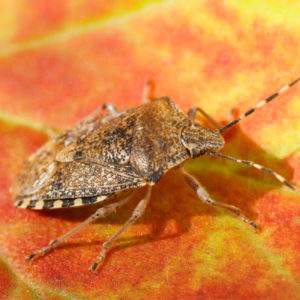 Fall pest control will help you prevent brown marmorated stink bugs from getting into your Tewksbury, MA home this fall.