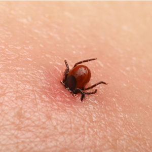 Biting ticks are a danger to those of us living in Hudson, MA, follow these tick prevention tips to avoid a tick bite this holiday season.
