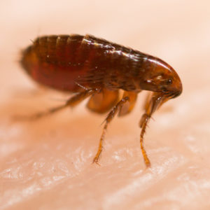 Fall flea control will help you keep fleas out of your Andover, MA home this fall and winter.