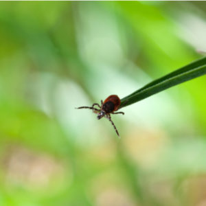 Ticks love to hang out on tall grass here in Hudson, MA, follow our fall tick prevention tips to keep ticks at bay this holiday season.