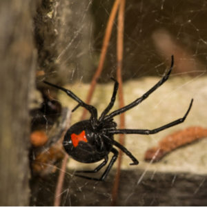 Black widow spiders may be the worst house pests in the entire country, let alone Massachusetts.