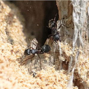 Carpenter ants are some of the worst house pests here in Massachusetts.