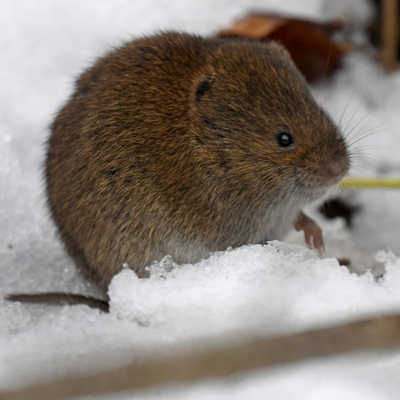 Preventing winter rodent infestations in your Massachusetts lawn can help you avoid vole damage throughout the winter.