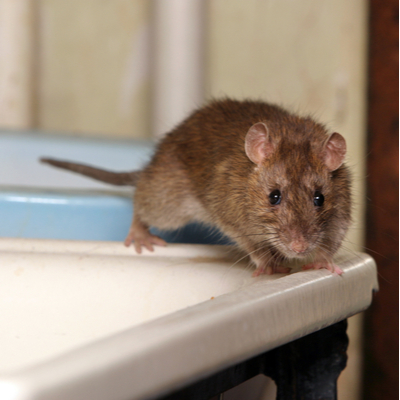 If you don't want to find rats on your sink, then preventing winter rodent infestations is essential for you.