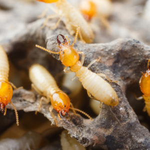 Protect your home from termites, some of the worst house pests in Massachusetts.