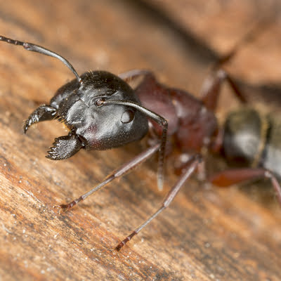 Keeping carpenter ants and other destructive pests from entering your Massachusetts home is essential in the spring, making spring home pest prevention a task that can't be skipped.