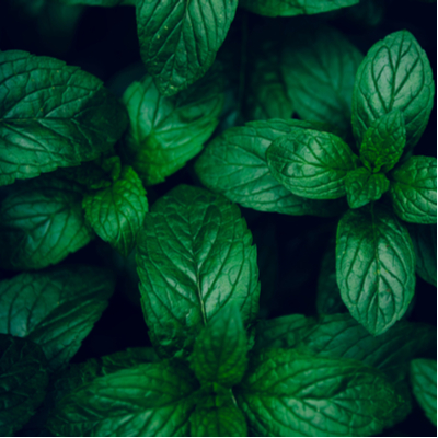 Mint is one of the best pest-repelling plants here in Massachusetts.