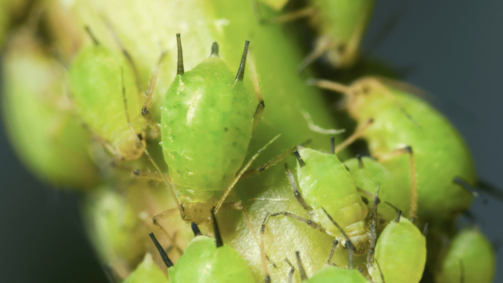 Aphid Control